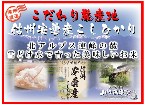 令和6年産　信州安曇産こしひかり5kg×２