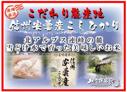 令和5年産　信州安曇産こしひかり5kg×２