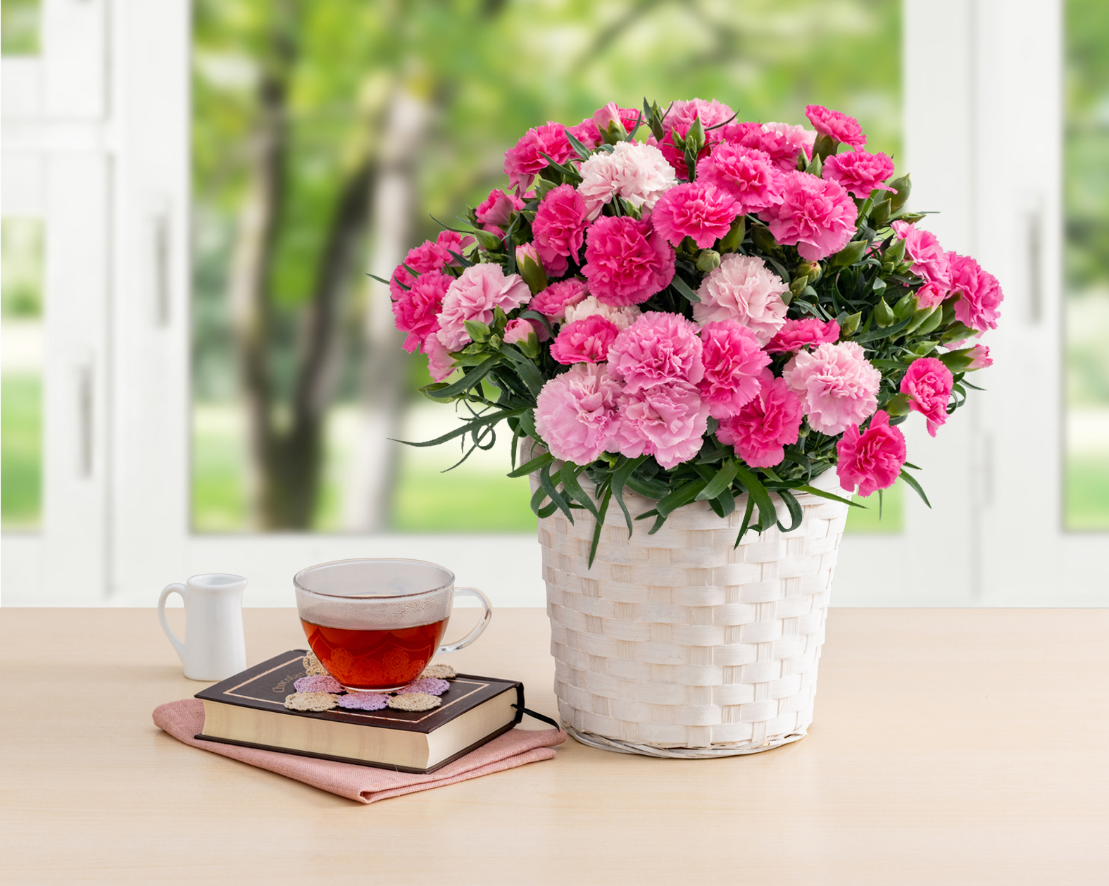 ⑧【母の日】ホシファーム　ホットハートカーネーション鉢5号）